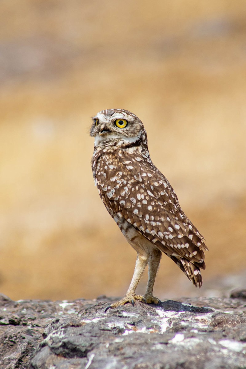 Сич американський - ML645589852