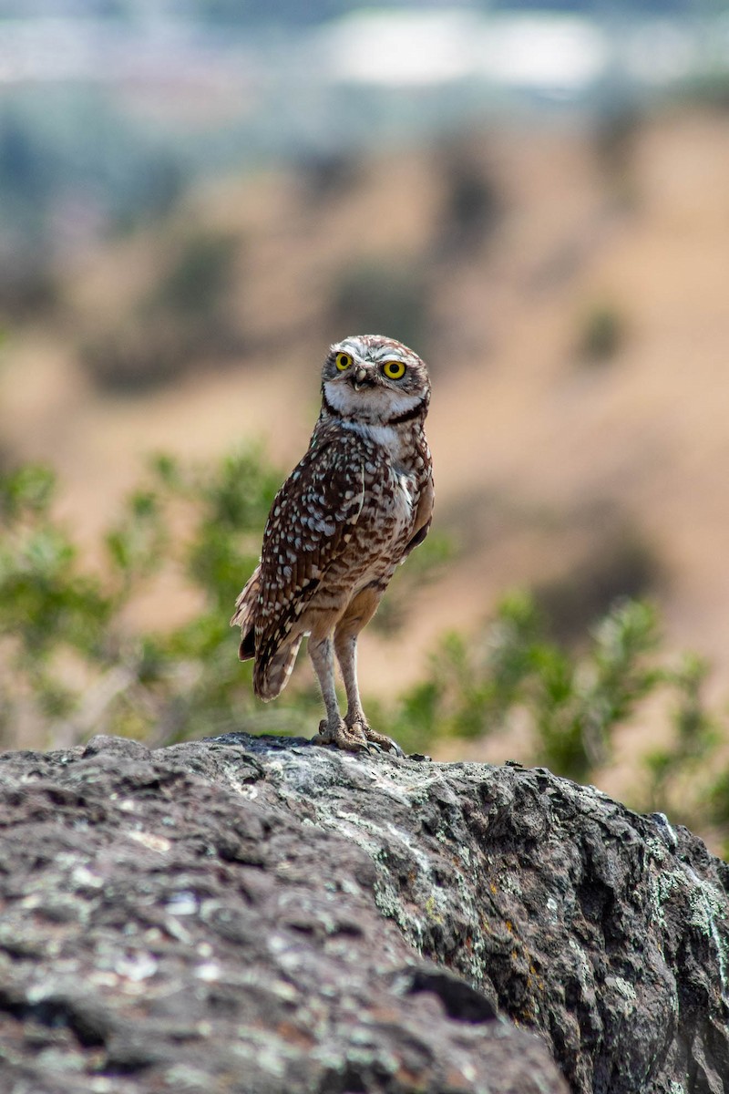 Сич американський - ML645589853