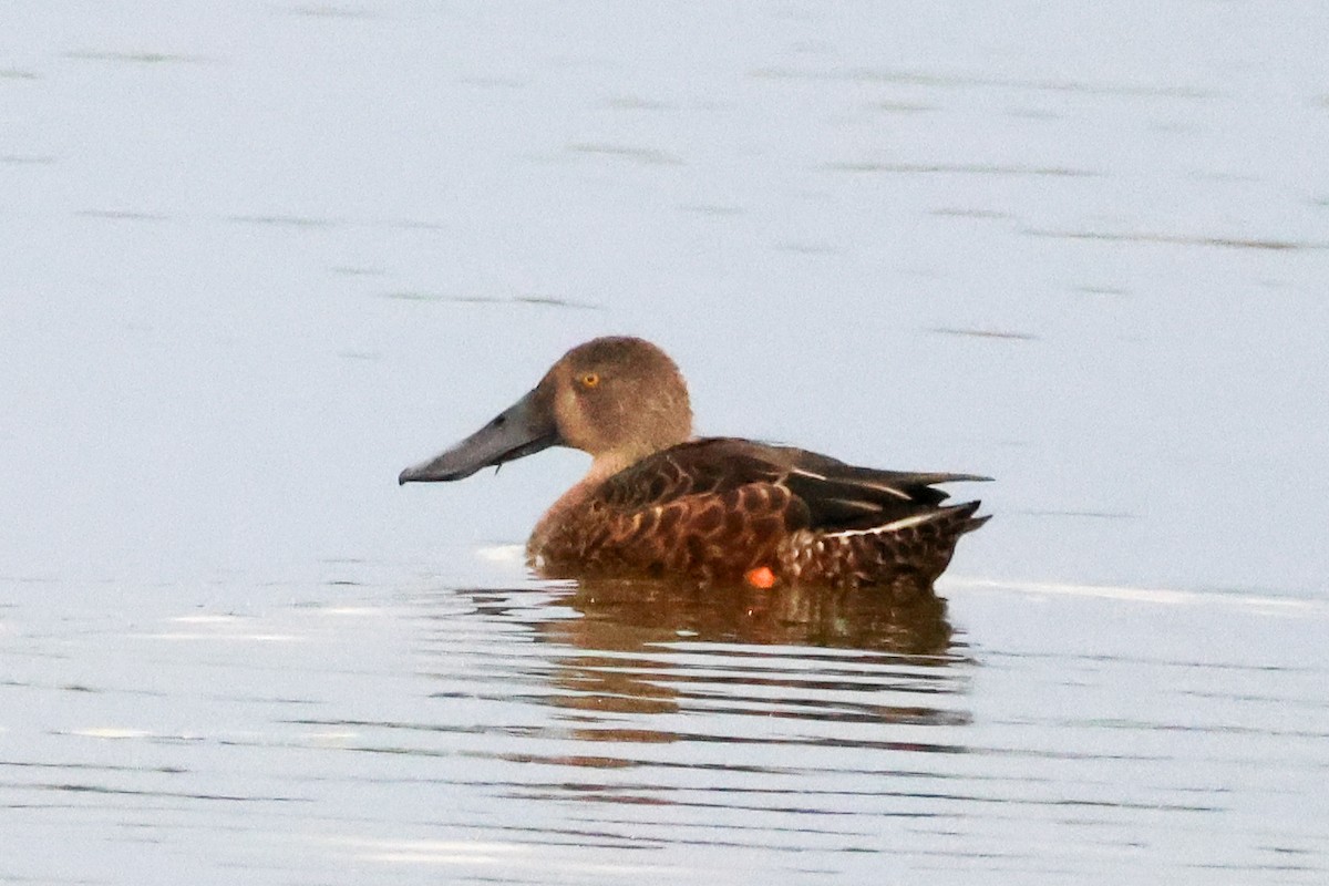 Australasian Shoveler - ML645589864