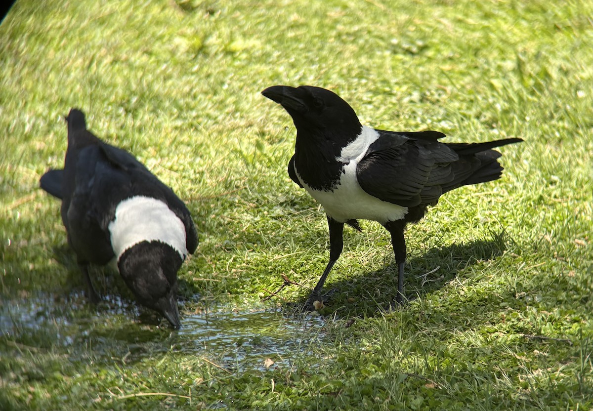 Pied Crow - ML645589865