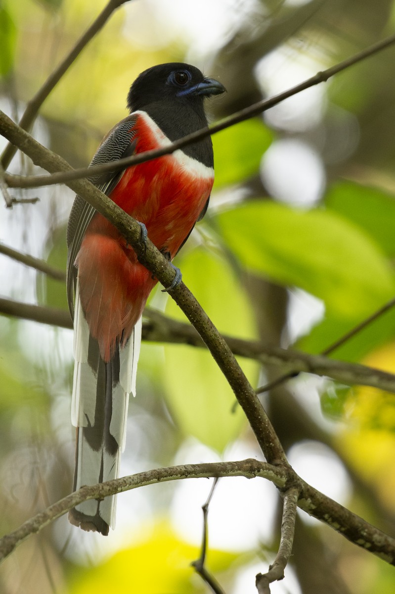 Malabar Trogon - ML645589866