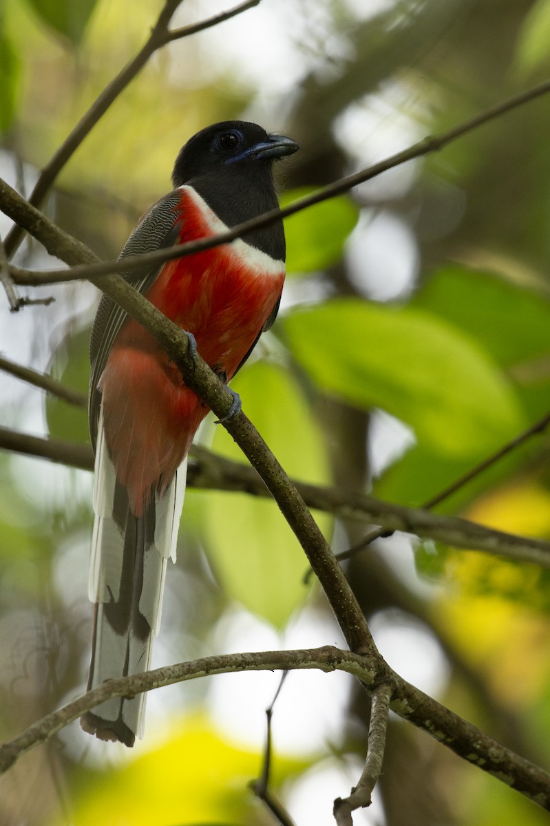 Malabar Trogon - ML645589867