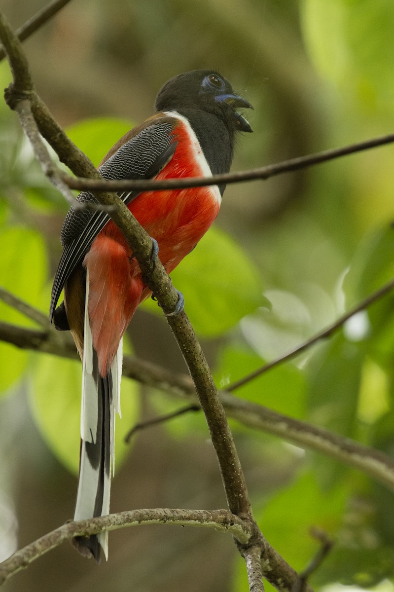 Malabar Trogon - ML645589868