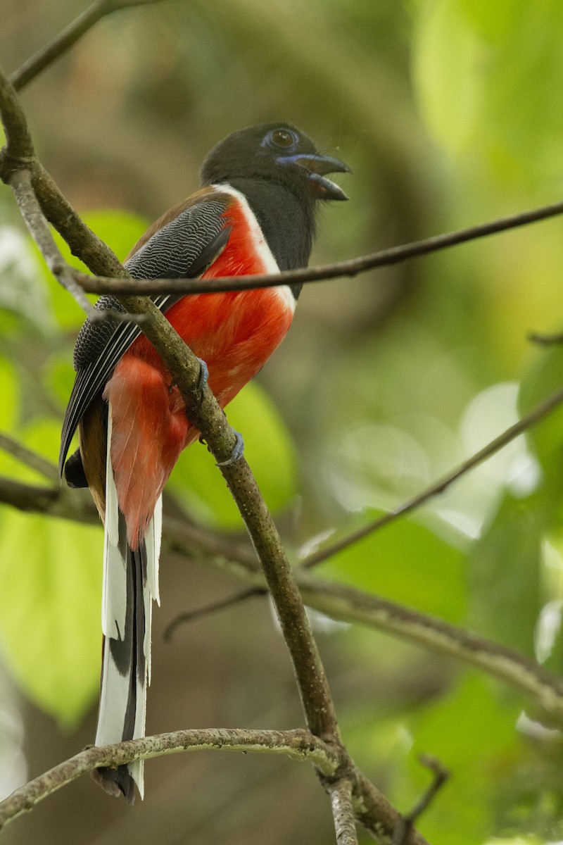 Malabar Trogon - ML645589869