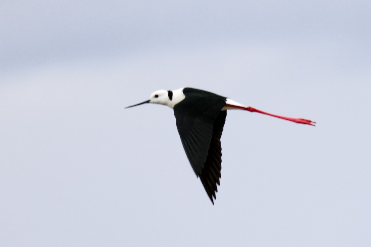Pied Stilt - ML645589891