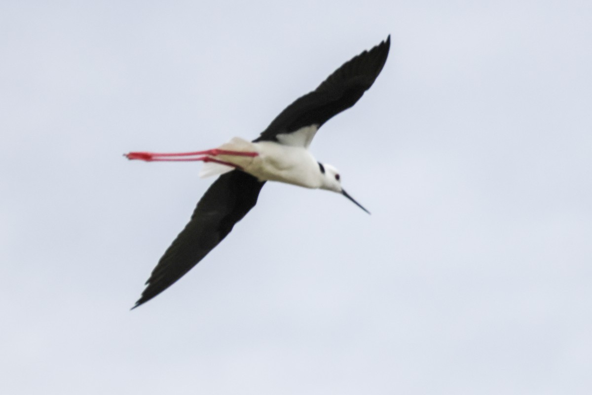 Pied Stilt - ML645589892
