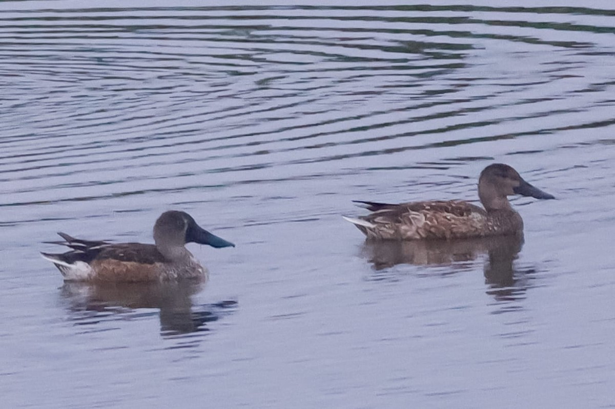 מרית צפונית - ML645589895