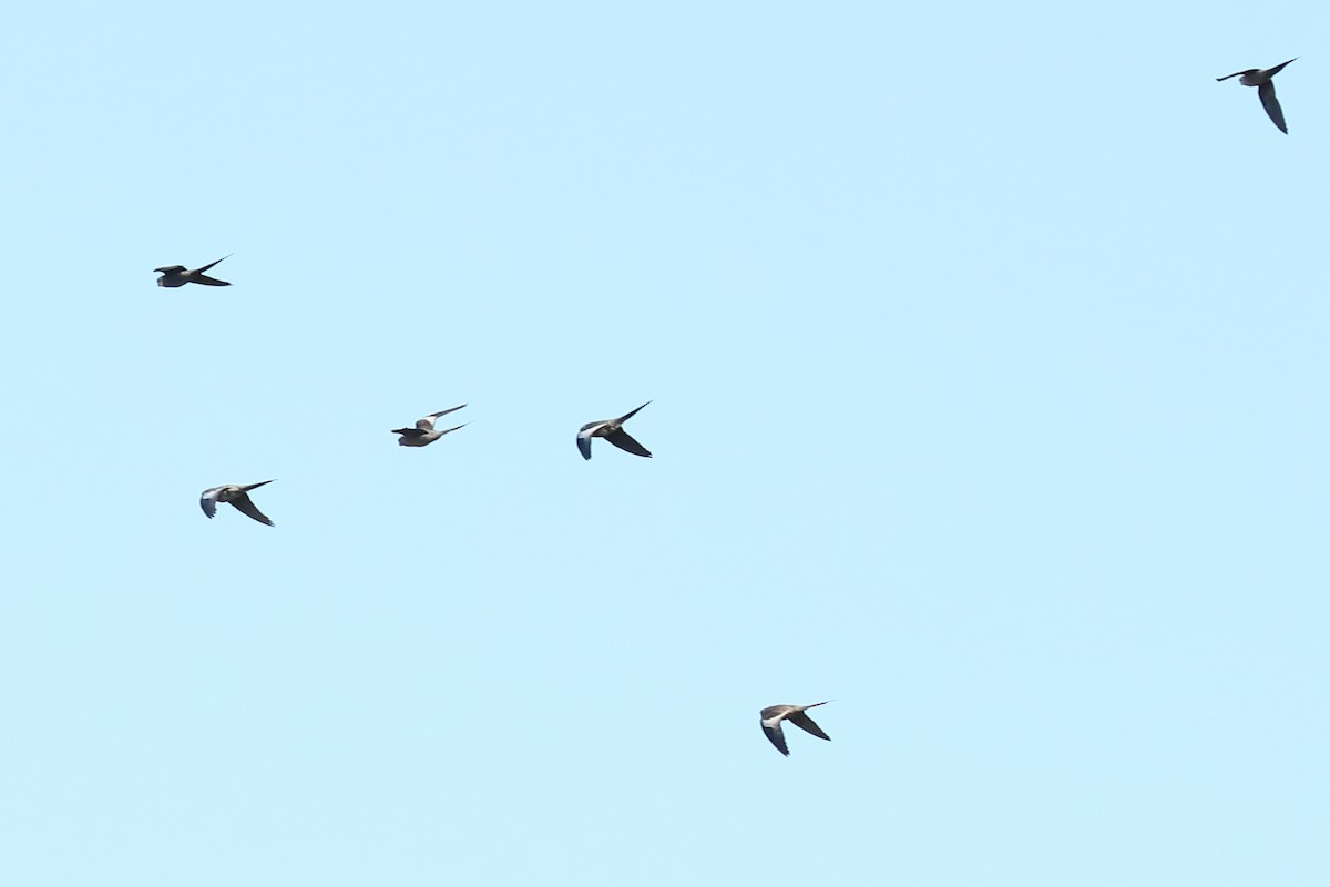 קוקטיל - ML645589896