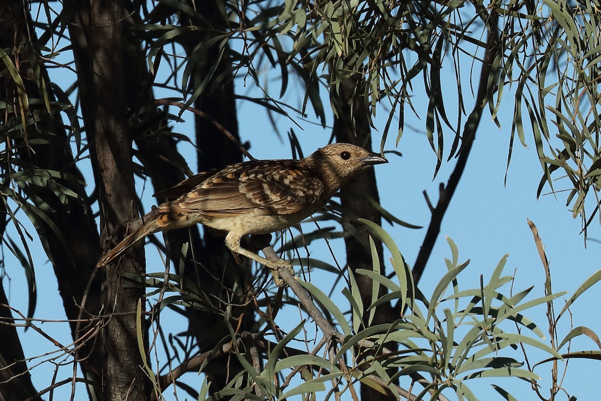 Spotted Bowerbird - ML645589897