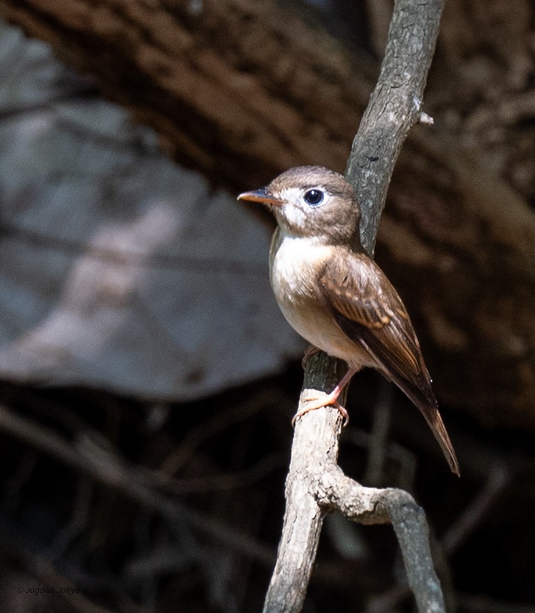 Brown-breasted Flycatcher - ML645589898