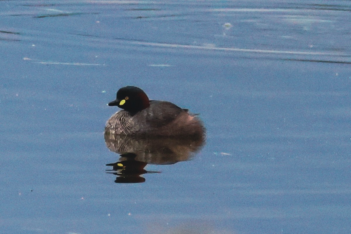 Australasian Grebe - ML645589899
