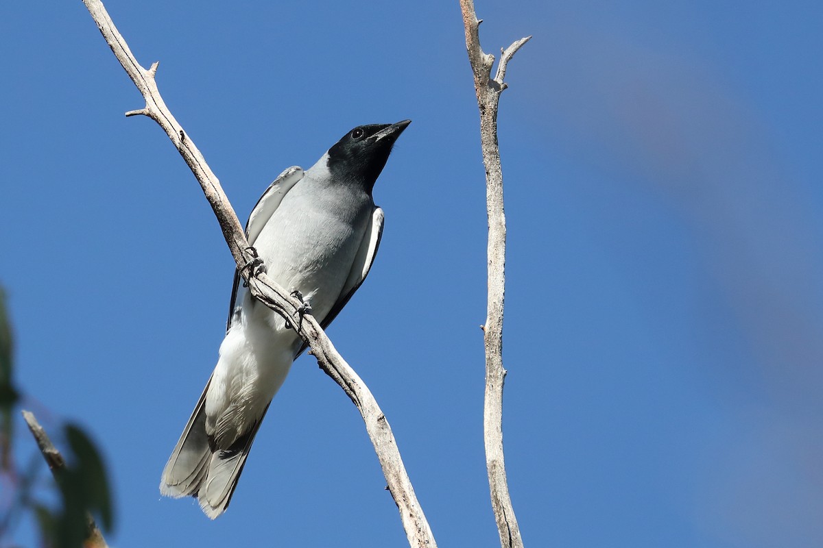 Black-faced Cuckooshrike - ML645589900