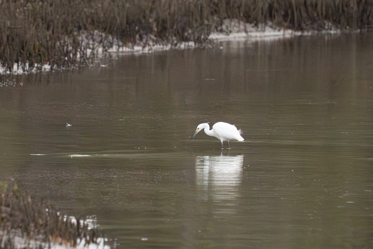 לבנית קטנה - ML645589901