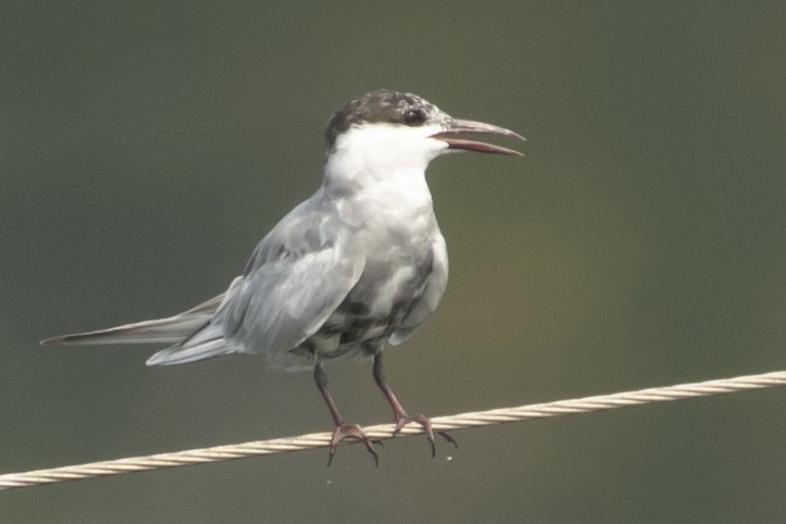 מירומית לבנת-לחי - ML645589902
