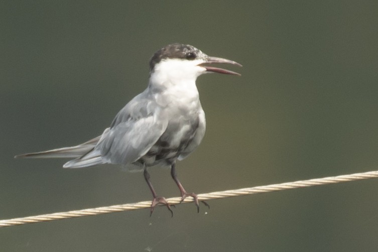 מירומית לבנת-לחי - ML645589903
