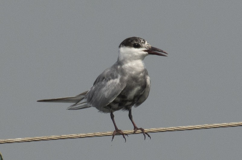 מירומית לבנת-לחי - ML645589905