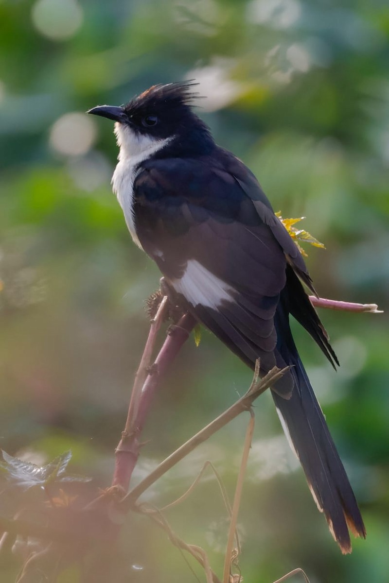 קוקיה עקודה - ML645589906