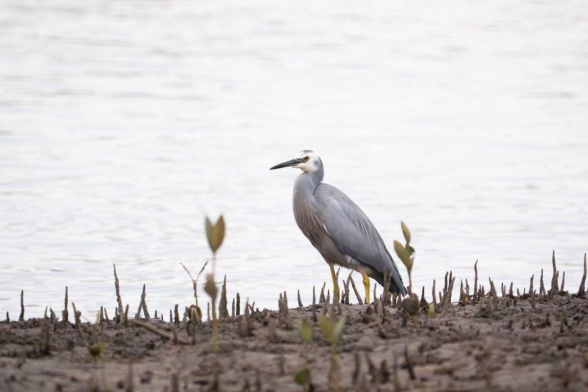 White-faced Heron - ML645589907
