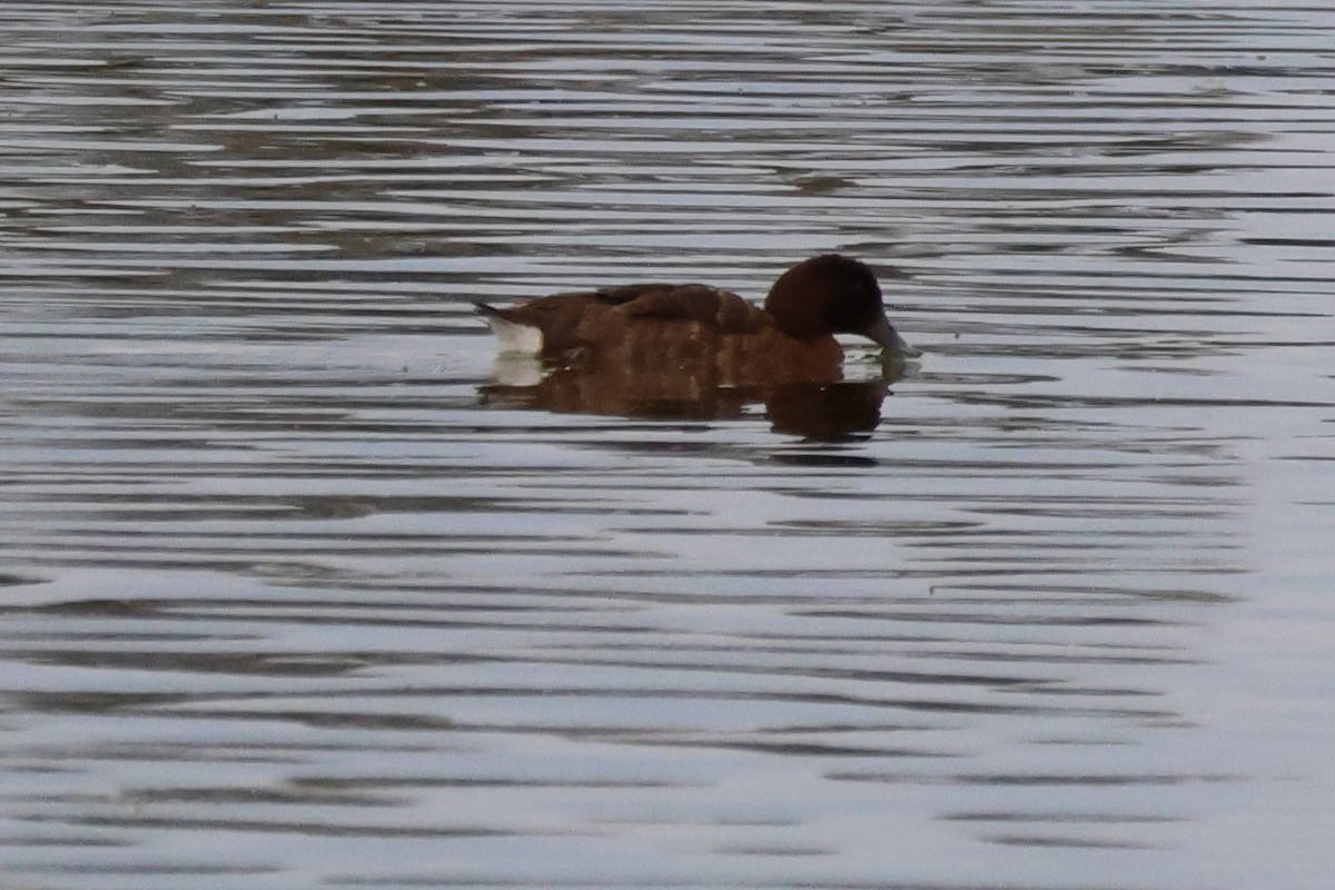 Hardhead - ML645589908