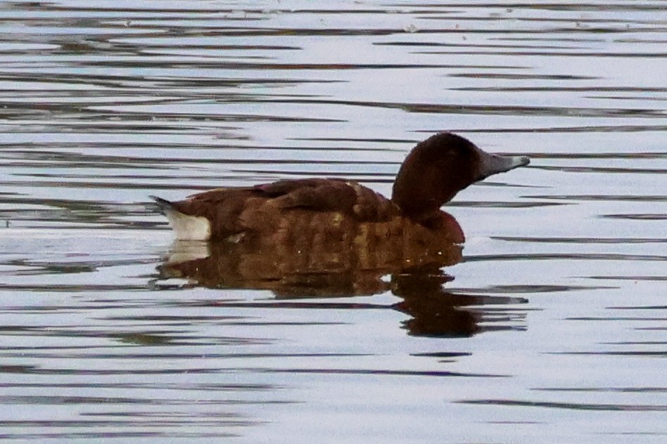 Hardhead - ML645589909