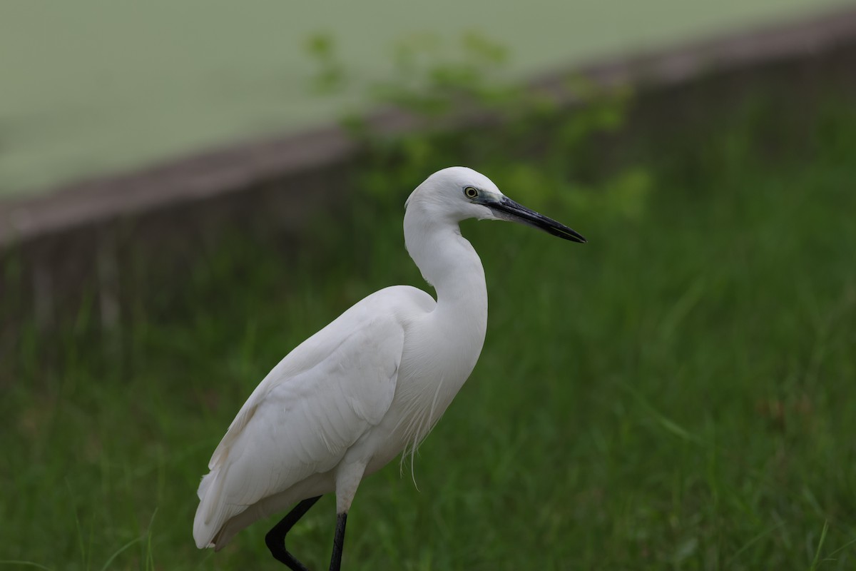 לבנית קטנה - ML645589910