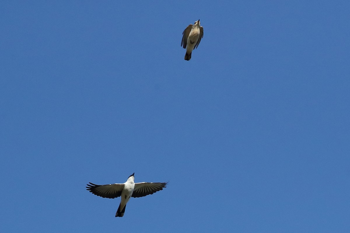 White-winged Triller - ML645589911