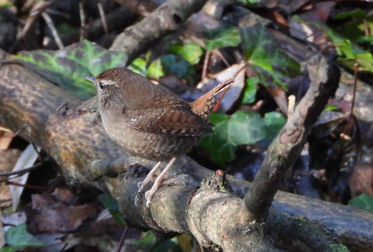 גדרון מובהק - ML645589912