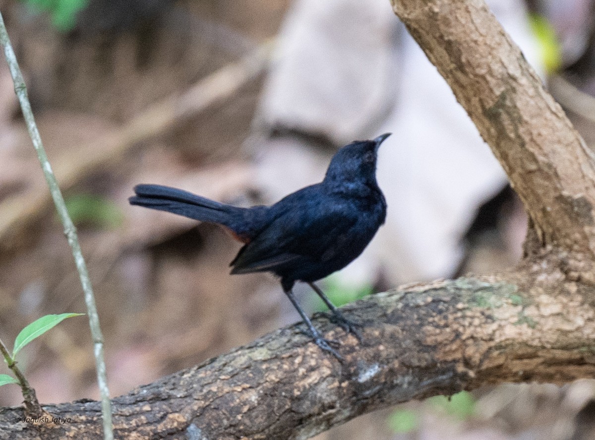 Indian Robin - ML645589913