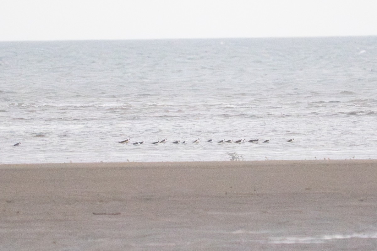 Pied Stilt - ML645589914