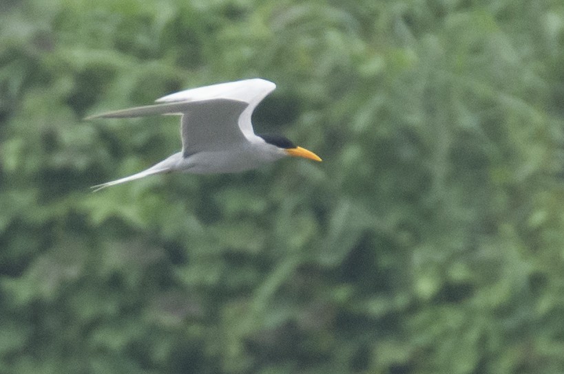 שחפית נהרות - ML645589915