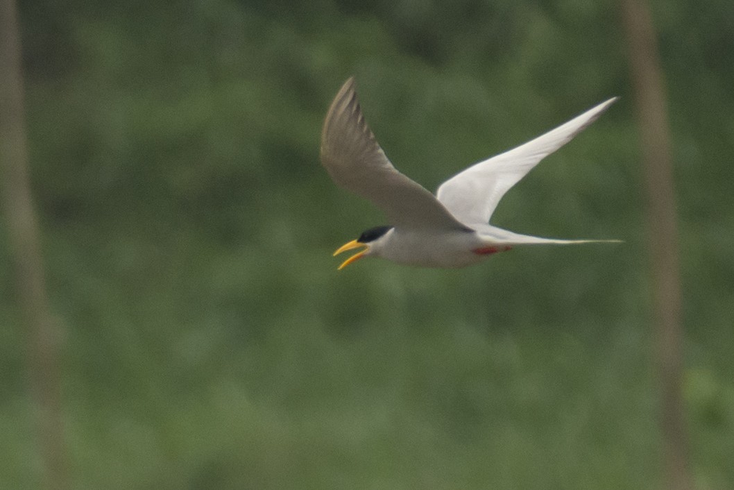 שחפית נהרות - ML645589916