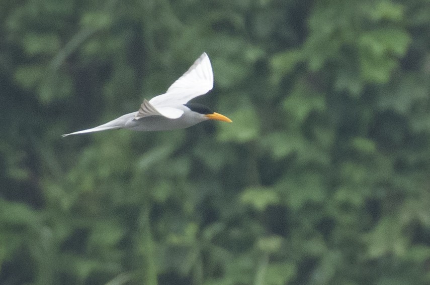 שחפית נהרות - ML645589917