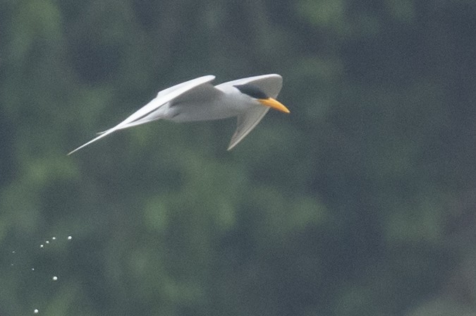 שחפית נהרות - ML645589918