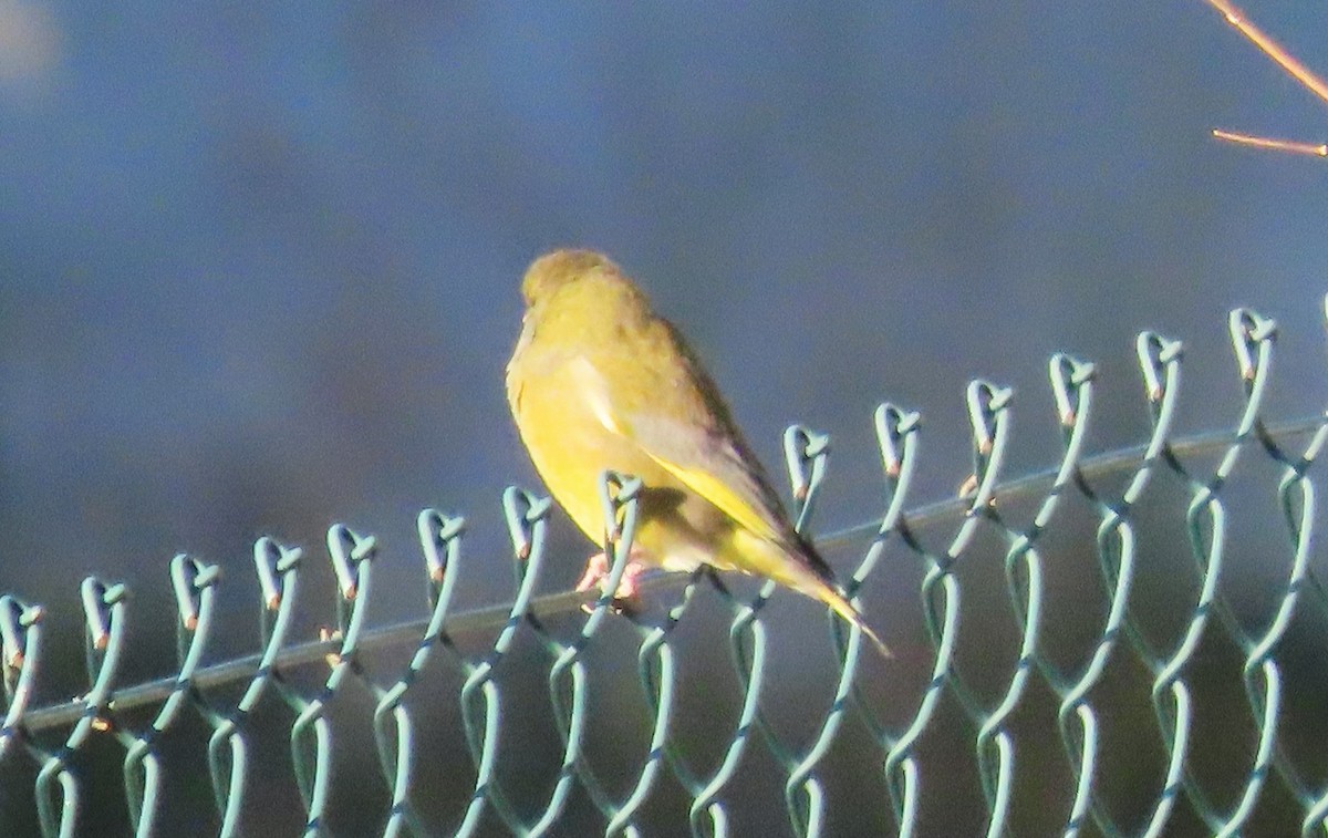 ירקון - ML645589919