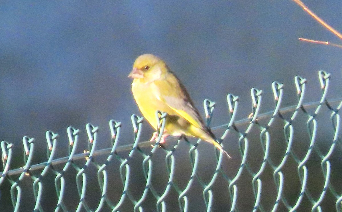 ירקון - ML645589922