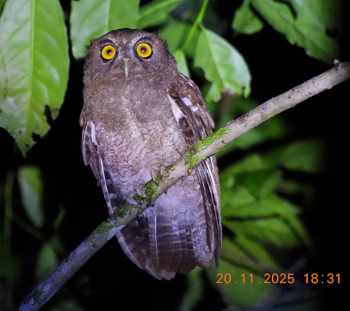 Foothill Screech-Owl (Foothill) - ML645589939