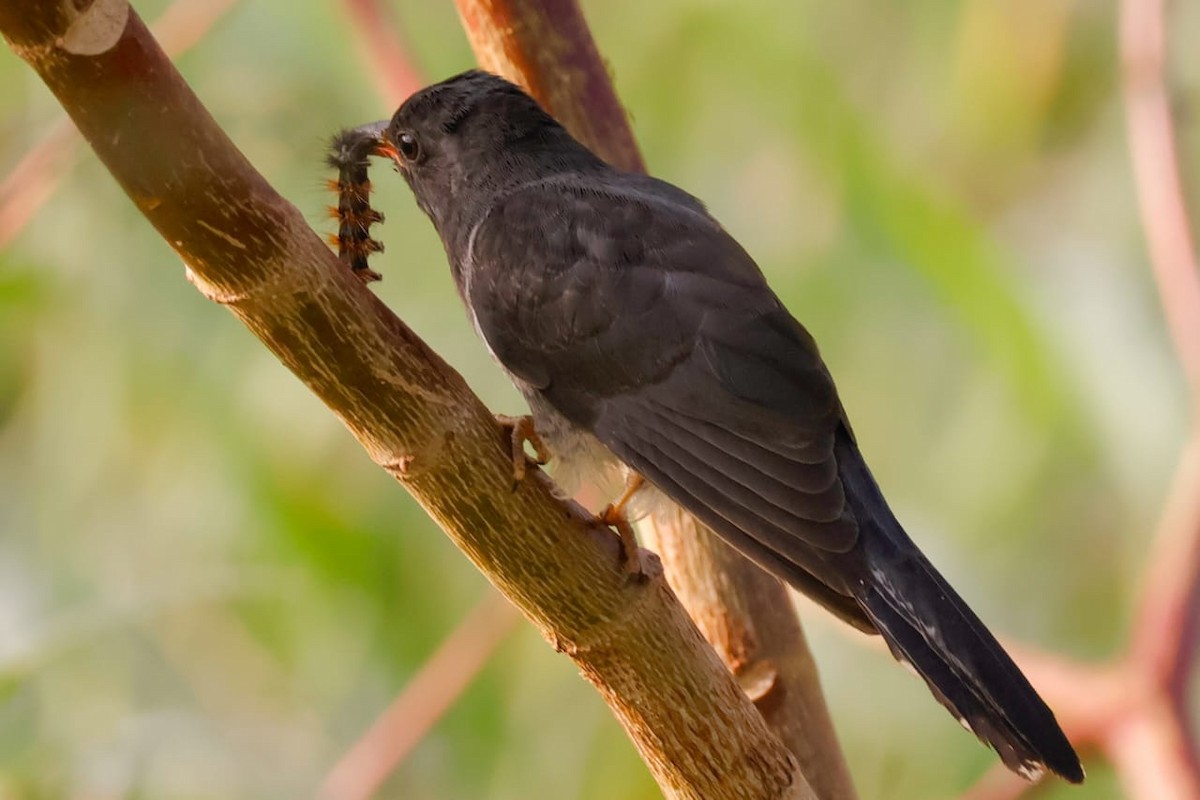 Gray-bellied Cuckoo - ML645589941