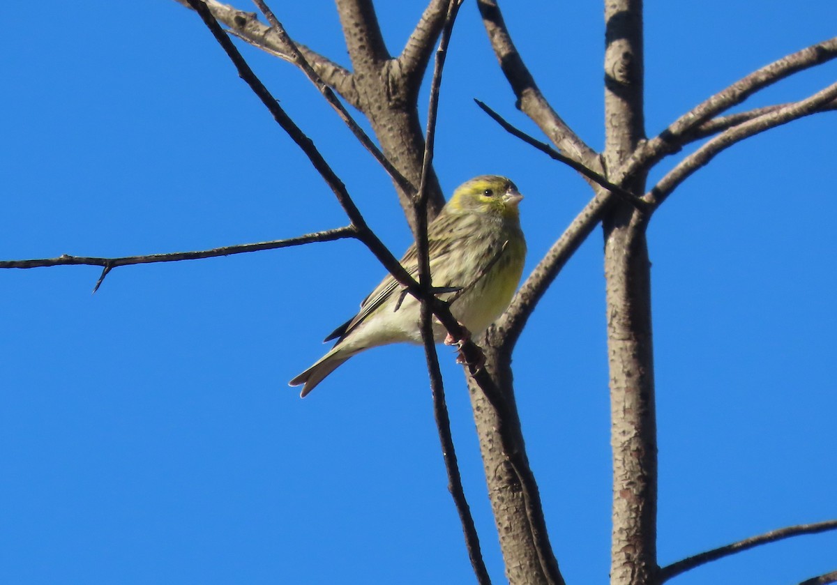 בזבוז אירופי - ML645589952