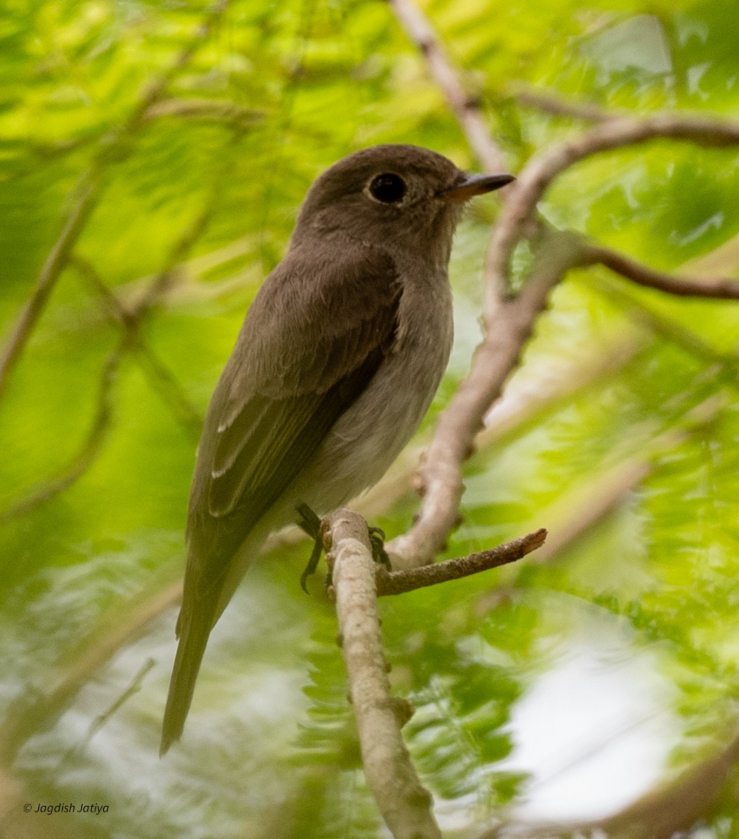 Asian Brown Flycatcher - ML645589956