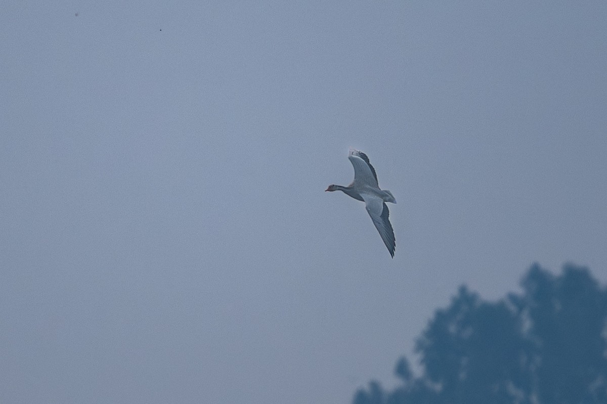 インドガン - ML645589957