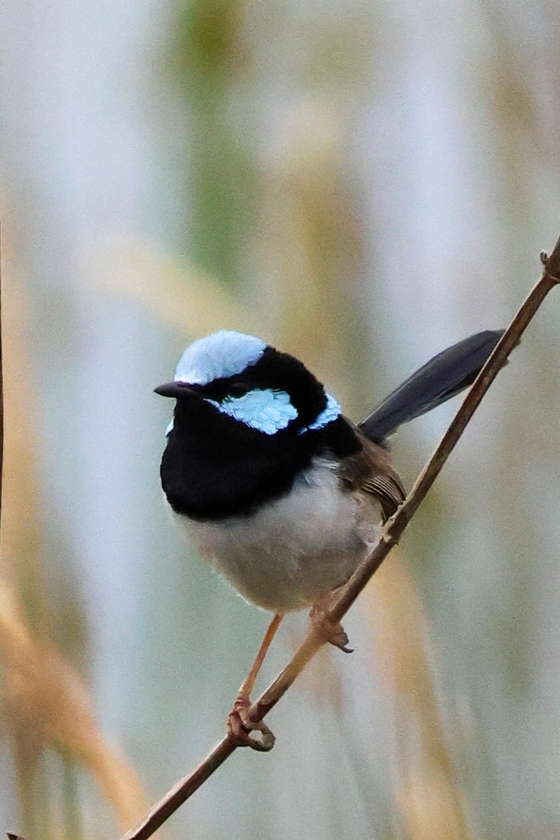 Superb Fairywren - ML645589958