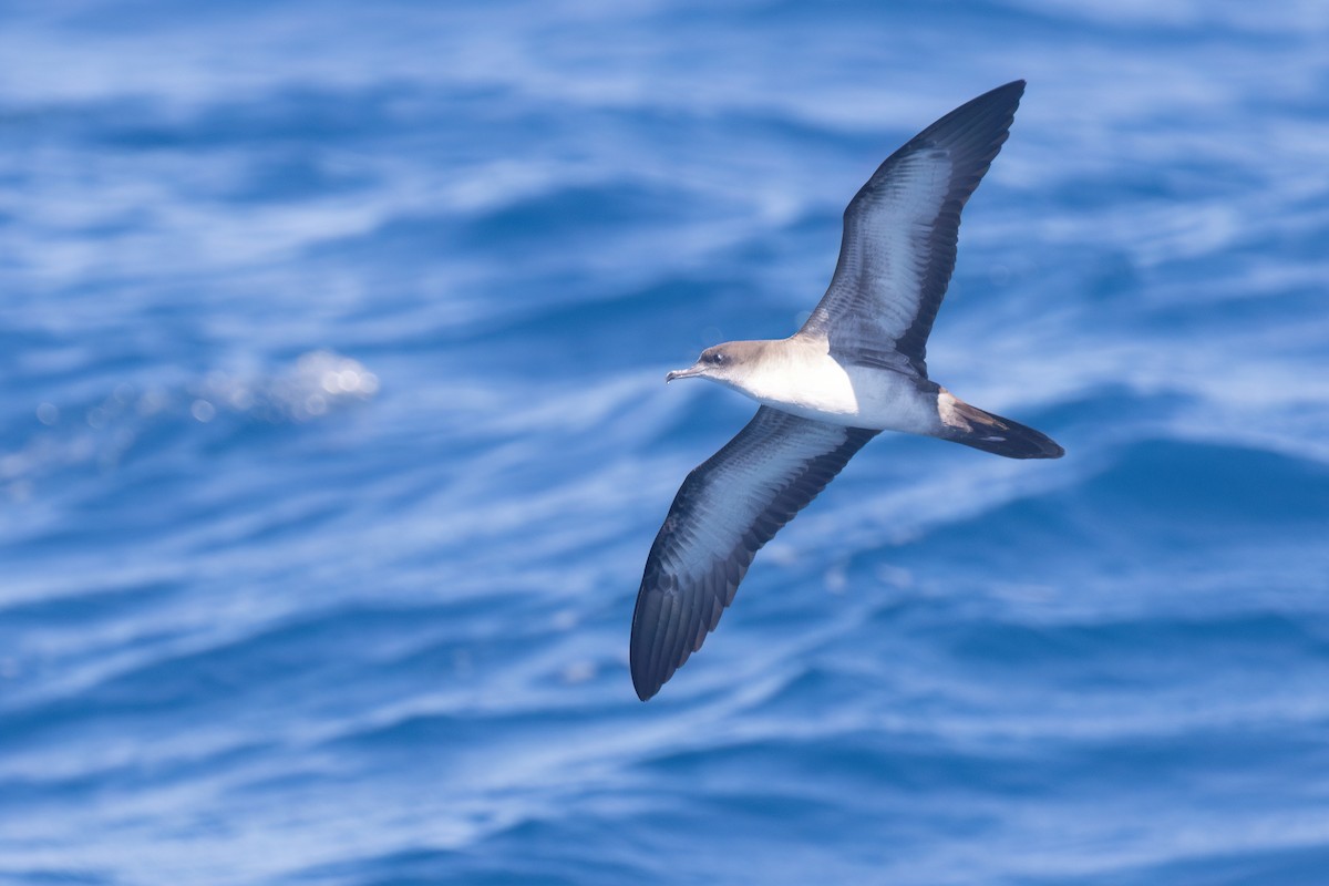 Wedge-tailed Shearwater - ML645589959