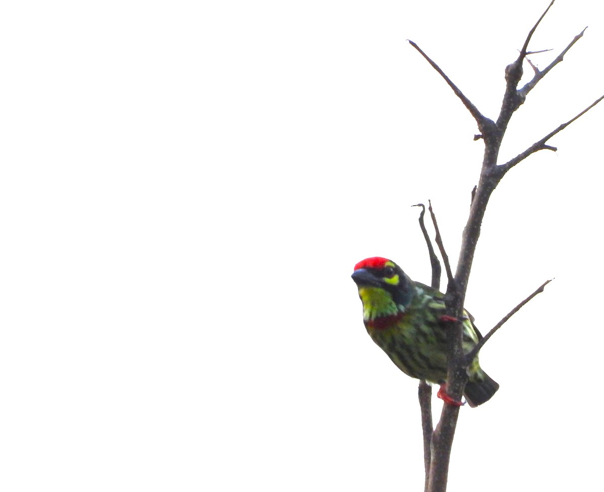 Coppersmith Barbet - ML645589960