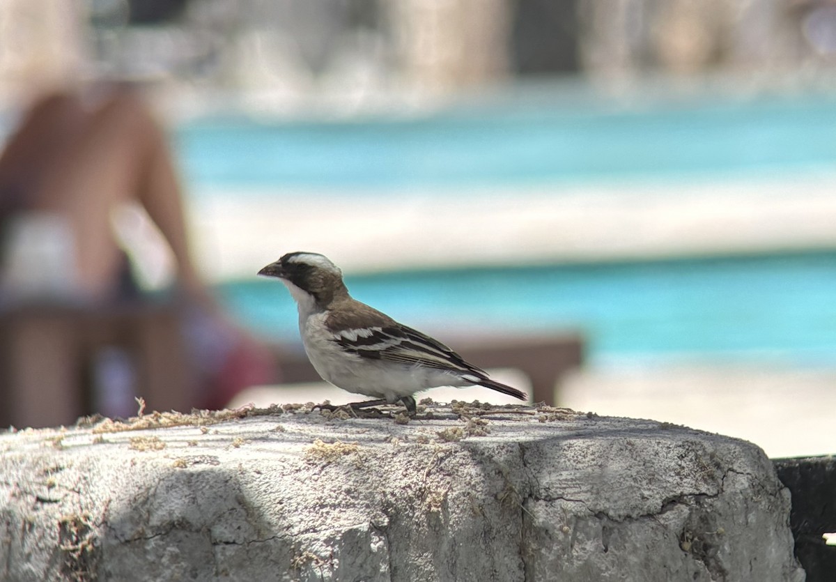 White-browed Sparrow-Weaver - ML645589961