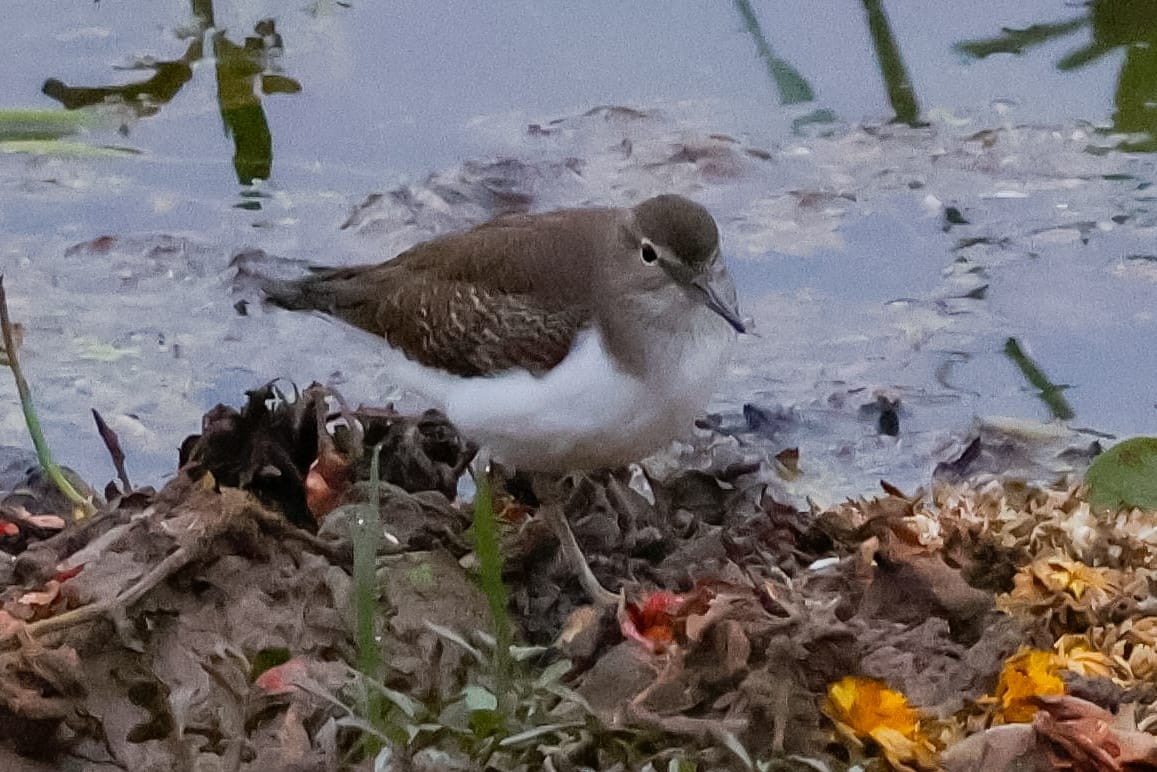 Common Sandpiper - ML645589963