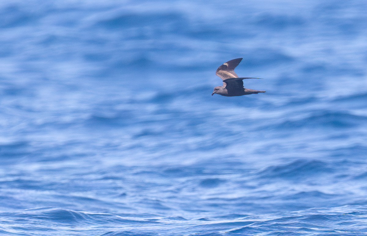 Swinhoe's Storm-Petrel - ML645589964