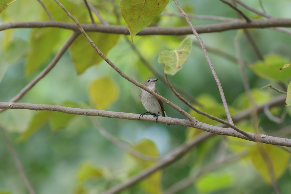 Taiga Flycatcher - ML645589965
