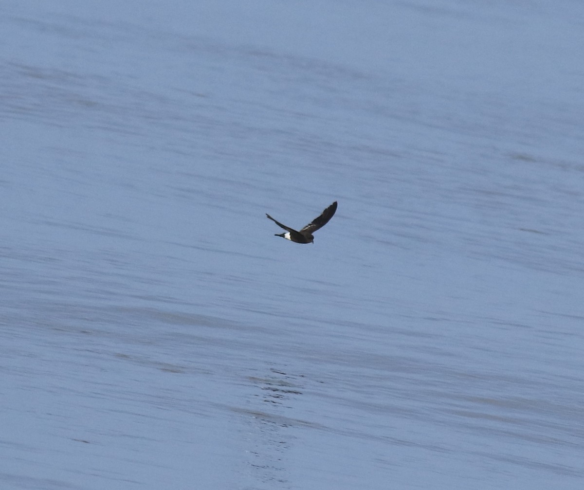 Wilson's Storm-Petrel - ML645589966