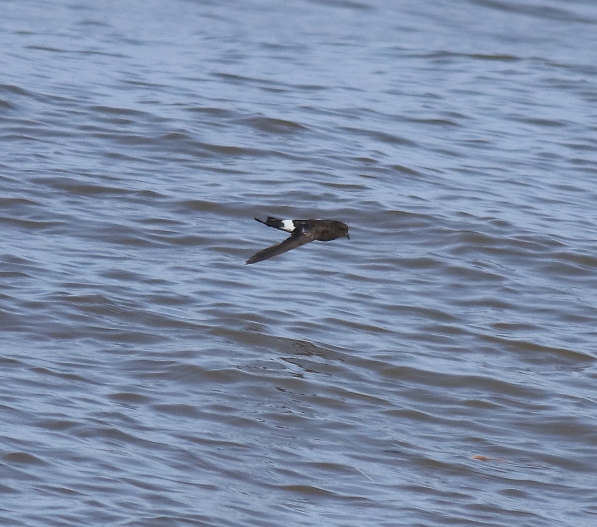 Wilson's Storm-Petrel - ML645589967