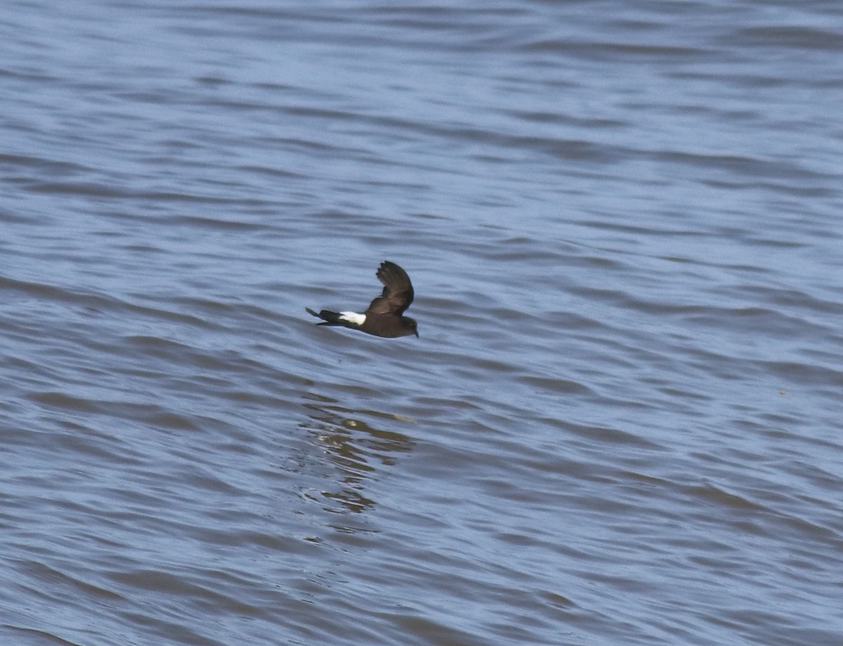 Wilson's Storm-Petrel - ML645589968